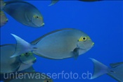 Schwarzdorn Doktorfische (Acanthurus mata) im Freiwasser (Ari Atoll, Malediven, Indischer Ozean) - Elongate Surgeonfish (Ari Atol, Maldives, Indian Ocean)