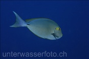 Schwarzdorn Doktorfisch (Acanthurus mata) im Freiwasser (Ari Atoll, Malediven, Indischer Ozean) - Elongate Surgeonfish (Ari Atol, Maldives, Indian Ocean)