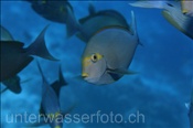 Schwarzdorn Doktorfische (Acanthurus mata) im Freiwasser (Ari Atoll, Malediven, Indischer Ozean) - Elongate Surgeonfish (Ari Atol, Maldives, Indian Ocean)