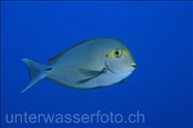Schwarzdorn Doktorfisch (Acanthurus mata) im Freiwasser (Ari Atoll, Malediven, Indischer Ozean) - Elongate Surgeonfish (Ari Atol, Maldives, Indian Ocean)