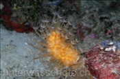 Die Möhrenkorallekoralle (Paraminabea aldersladei) bevorzugt schattige Standorte (Ari-Atoll, Malediven, Indischer Ozean) - Soft Coral (Ari-Atoll, Maldives, Indian Ocean)