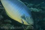 Ein Blauklingen-Nasendoktor (Naso hexacanthus) lässt sich am Riff von einem Putzerfisch behandeln (Ari Atoll, Malediven, Indischer Ozean) - Sleek Unicornfish (Ari Atol, Maldives, Indian Ocean)