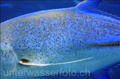 Farbenprächtiger Körper einer Blauflossen Makrele (Caranx melampygus) , (Ari Atoll, Malediven, Indischer Ozean) - Bluefin Trevally (Ari Atoll, Maldives, Indian Ocean)