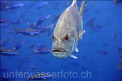 Die Dickkopf Makrele (Caranx ignobilis) jagt gerne andere Fische in den Küstengewässern der Malediven (Ari Atoll, Malediven, Indischer Ozean) - Giant Trevally (Ari Atoll, Maldives, Indian Ocean)