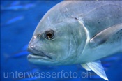 Die Dickkopf Makrele (Caranx ignobilis) jagt gerne andere Fische in den Küstengewässern der Malediven (Ari Atoll, Malediven, Indischer Ozean) - Giant Trevally (Ari Atoll, Maldives, Indian Ocean)