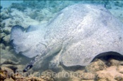 Igelrochen (Urogymnus asperrimus) mit abgetrenntem Schwanzende (Ari Atoll, Malediven, Indischer Ozean) - Porcupine Ray  (Ari Atol, Maldives, Indian Ocean)