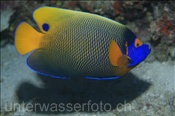 Blaumasken Kaiserfisch (Pomacanthus xanthometopon), (Ari Atoll, Malediven, Indischer Ozean) - Blueface Angelfish /Yellowface Angelfish (Ari Atol, Maldives, Indian Ocean)