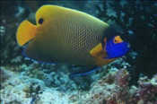 Blaumasken Kaiserfisch (Pomacanthus xanthometopon), (Ari Atoll, Malediven, Indischer Ozean) - Blueface Angelfish /Yellowface Angelfish (Ari Atol, Maldives, Indian Ocean)