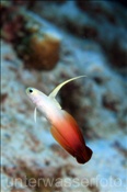 Die Pracht Schwertgrundel (Nemateleotris magnifica) taucht bei Gefahr blitzschnell in ihren Unterschlupf (Ari Atoll, Malediven, Indischer Ozean) - Fire Goby / Fire Dartfish (Ari Atoll, Maldives, Indian Ocean)