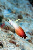 Die Pracht Schwertgrundel (Nemateleotris magnifica) taucht bei Gefahr blitzschnell in ihren Unterschlupf (Ari Atoll, Malediven, Indischer Ozean) - Fire Goby / Fire Dartfish (Ari Atoll, Maldives, Indian Ocean)