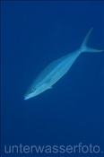 Die Regenbogenmakrele (Elagatis bipinnulata) gehört zur Familie der Stachelmakrelen (Ari Atoll, Malediven, Indischer Ozean) - Rainbow Runner (Ari Atoll, Maldives, Indian Ocean)