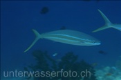 Die Regenbogenmakrele (Elagatis bipinnulata) gehört zur Familie der Stachelmakrelen (Ari Atoll, Malediven, Indischer Ozean) - Rainbow Runner (Ari Atoll, Maldives, Indian Ocean)