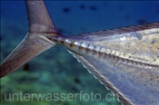 Schwanzbereich einer Dickkopf Makrele (Caranx ignobilis), (Ari Atoll, Malediven, Indischer Ozean) - Giant Trevally (Ari Atoll, Maldives, Indian Ocean)