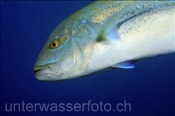 Die Blauflossen Makrele (Caranx melampygus) ist eine farbenprächtige Makrelenart (Ari Atoll, Malediven, Indischer Ozean) - Bluefin Trevally (Ari Atoll, Maldives, Indian Ocean)