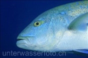 Kopfbereich einer Blauflossen Makrele (Caranx melampygus), (Ari Atoll, Malediven, Indischer Ozean) - Bluefin Trevally (Ari Atoll, Maldives, Indian Ocean)