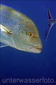 Die Blauflossen Makrele (Caranx melampygus) ist eine farbenprächtige Makrelenart (Ari Atoll, Malediven, Indischer Ozean) - Bluefin Trevally (Ari Atoll, Maldives, Indian Ocean)