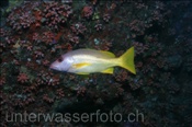 Einfleck-Schnapper (Lutjanus monostigma), (Ari Atoll, Malediven, Indischer Ozean) - One-spot Snapper (Ari Atoll, Maldives, Indian Ocean)