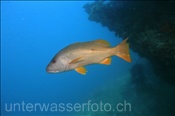 Einfleck-Schnapper (Lutjanus monostigma), (Ari Atoll, Malediven, Indischer Ozean) - One-spot Snapper (Ari Atoll, Maldives, Indian Ocean)