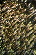 Glasfische (Parapriacanthus ransonneti) bilden einen Schwarm am Riff (Ari Atoll, Malediven, Indischer Ozean) - Pigmy Sweeper (Ari Atoll, Maldives, Indian Ocean)