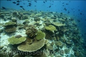 Hausriff von Elaidhoo (Ari Atoll, Malediven, Indischer Ozean) - Coral reef of Elaidhoo (Ari Atoll, Maldives, Indian Ocean)