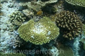 Zerstörte Koralle im Hausriff von Elaidhoo (Ari Atoll, Malediven, Indischer Ozean) - Destroyed coral at the house reef of Elaidhoo (Ari Atoll, Maldives, Indian Ocean)