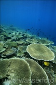 Hausriff von Elaidhoo (Ari Atoll, Malediven, Indischer Ozean) - Coral reef of Elaidhoo (Ari Atoll, Maldives, Indian Ocean)