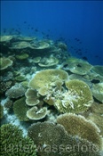 Zerstörte Koralle im Hausriff von Elaidhoo (Ari Atoll, Malediven, Indischer Ozean) - Destroyed coral at the house reef of Elaidhoo (Ari Atoll, Maldives, Indian Ocean)