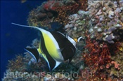 Halfterfisch (Zanclus cornutus), (Ari Atoll, Malediven, Indischer Ozean) - Moorish idol (Ari Atoll, Maldives, Indian Ocean)