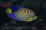 Pfauen-Kaiserfisch (Pygoplites diacanthus), (Ari Atoll, Malediven, Indischer Ozean) - Regal Angelfish (Ari Atol, Maldives, Indian Ocean)