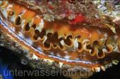 Stachelauster, Spondylus varians, Ari Atoll, Malediven, Indischer Ozean, Thorny Oyster, Ari Atol, Maldives, Indian Ocean