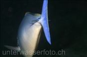 Blauklingen-Nasendoktor, Naso hexacanthus, Ari Atoll, Malediven, Indischer Ozean, Sleek Unicornfish, Ari Atol, Maldives, Indian Ocean
