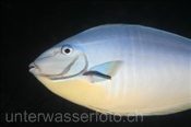 Blauklingen-Nasendoktor mit Putzerfisch, Naso hexacanthus, Ari Atoll, Malediven, Indischer Ozean, Sleek Unicornfish, Ari Atol, Maldives, Indian Ocean