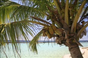 Palme auf der Malediveninsel Ellaidhoo, Ari-Atoll, Malediven, Indischer Ozean, Palm at the beach of Ellaidhoo, Ari-Atoll, Maldives, Indian Ocean