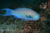 Der Indische Buckelkopf (Scarus strongylocephalus) gehört zur Familie der Papageienfische (Nord Male Atoll, Malediven, Indischer Ozean) - Sheephead Parrotfish (North Male Atoll, Maldives, Indian Ocean)