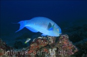 Der Indische Buckelkopf (Scarus strongylocephalus) gehört zur Familie der Papageienfische (Nord Male Atoll, Malediven, Indischer Ozean) - Sheephead Parrotfish (North Male Atoll, Maldives, Indian Ocean)