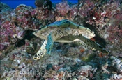 Echte Karettschildkröte (Eretmochelys imbricata), (Nord Male Atoll, Malediven, Indischer Ozean) - Hawksbill Sea Turtle (North Male Atoll, Maldives, Indian Ocean)