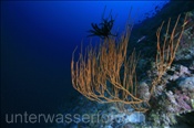 Aussenriff (Nord Male Atoll, Malediven, Indischer Ozean) - Outer reef (North Male Atoll, Maldives, Indian Ocean)