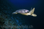 Echte Karettschildkröte (Eretmochelys imbricata), (Süd Male Atoll, Malediven, Indischer Ozean) - Hawksbill Sea Turtle (South Male Atoll, Maldives, Indian Ocean)