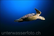 Echte Karettschildkröte (Eretmochelys imbricata), (Süd Male Atoll, Malediven, Indischer Ozean) - Hawksbill Sea Turtle (South Male Atoll, Maldives, Indian Ocean)