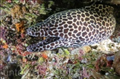 Grosse Netzmuräne (Gymnothorax favagineus), (Süd Male Atoll, Malediven, Indischer Ozean) - Honeycomb Moray Eel / Tesselate Moray Eel (South Male Atoll, Maldives, Indian Ocean)