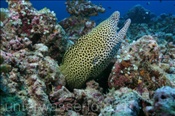 Grosse Netzmuräne (Gymnothorax favagineus), (Süd Male Atoll, Malediven, Indischer Ozean) - Honeycomb Moray Eel / Tesselate Moray Eel (South Male Atoll, Maldives, Indian Ocean)