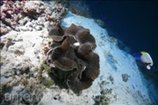 Mördermuschel (Tridacna maxima), (Süd Male Atoll, Malediven, Indischer Ozean) - Maxima Clam (South Male Atoll, Maldives, Indian Ocean)