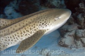 Leopardenhai (Stegostoma fasciatum), (Süd Male Atoll, Malediven, Indischer Ozean) - Zebra Shark (South Male Atoll, Maldives, Indian Ocean)