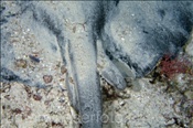 Schwarzpunkt Stechrochen (Taeniura meyeni) mit einer Nacktschnecke (Süd Male Atoll, Malediven, Indischer Ozean) - Blotched Stingray / Round Ribbontail Ray (South Male Atoll, Maldives, Indian Ocean)