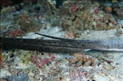 Giftstachel eines Schwarzpunkt Stechrochen (Taeniura meyeni), (Süd Male Atoll, Malediven, Indischer Ozean) - Blotched Stingray / Round Ribbontail Ray (South Male Atoll, Maldives, Indian Ocean)