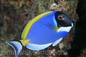 Weisskehl Doktorfisch (Acanthurus leucosternon), (Süd Male Atoll, Malediven, Indischer Ozean) - Powder Blue Tang / Powderblue Surgeonfish (South Male Atoll, Maldives, Indian Ocean)
