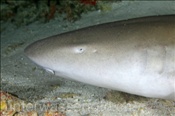 Indopazifischer Ammenhai (Nebrius ferrugineus), (Felidhu Atoll, Malediven, Indischer Ozean) - Tawny Nurse Shark (Felidhe Atoll, Maldives, Indian Ocean)