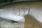 Indopazifischer Ammenhai (Nebrius ferrugineus), (Felidhu Atoll, Malediven, Indischer Ozean) - Tawny Nurse Shark (Felidhe Atoll, Maldives, Indian Ocean)