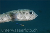 Gepunkteter Igelfisch / Gewöhnlicher Igelfisch (Diodon hystrix), (Felidhu Atoll, Malediven, Indischer Ozean) - Spot-Fin Porcupinefish / Black Spotted Porcupinefish (Felidhe Atoll, Maldives, Indian Ocean)