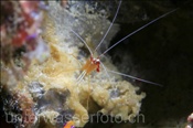 Weissband-Putzergarnele (Lysmata amboinensis), (Felidhu Atoll, Malediven, Indischer Ozean) - Pacific Cleaner Shrimp (Felidhe Atoll, Maldives, Indian Ocean)